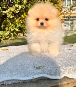 Pomeranian Boo Safkan Teddy Bear Yavrularımız 4