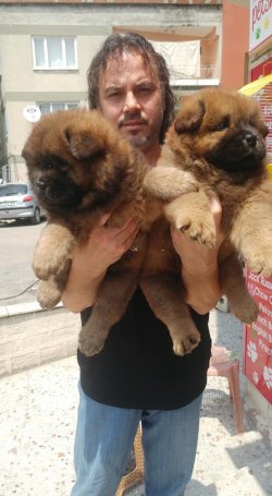 CHOW CHOW YAVRULARI 4