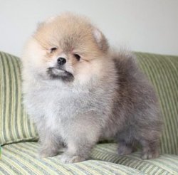 Orjinal Tedy Bear Boo Pomeranian Yavrular 1