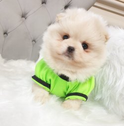 Satılık Pomeranian Boo Teddy Bear 1