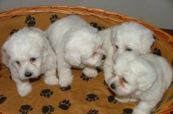 SATILIK 0 BOY MALTESE TERRİER YAVRULARI 4