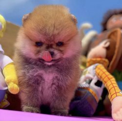 Üst Segmet PomeranianBoo Yavrumuz 3