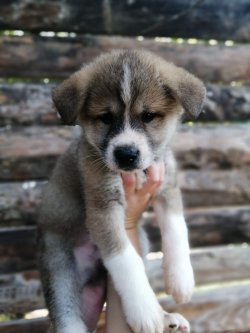 Muhteşem Akita Yavruları 3