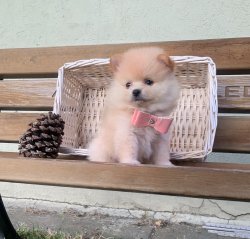 Pomeranian Boo Teddy Bear Yavrularımız 4