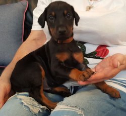 Doberman Yavrularımız 4