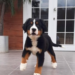 Bernese Mountain Dog Yavruları 3