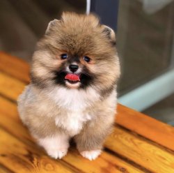 Sıfır Burun Orijinal  Teacup Boy PomeranianBoo Oğlumuz 3