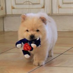 Birbirinden Sevimli  Chow Chow Çin Aslanı Yavrularımız 4