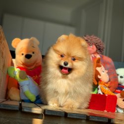Orijinal TeddyBear Yüz Yapısına Sahip PomeranianBoo Oğlumuz 4