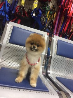 Pomerani̇an Boo 4