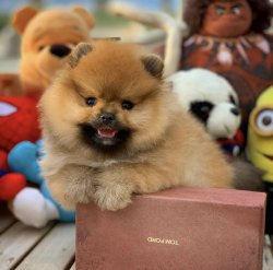 Irk Ve Sağlık Garantili PomeranianBoo Yavrularımızdan 4