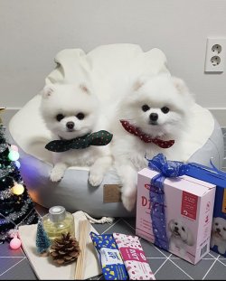 Orjinal Pomeranian 1