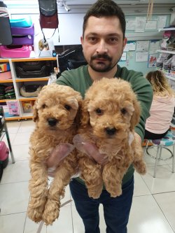 TOY POODLE RED KALİTELİ YAVRULAR 1