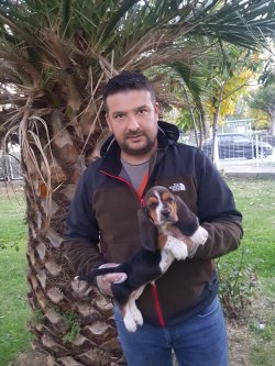 Basset Hound  Yavrular Için Bize Ulaşın 2