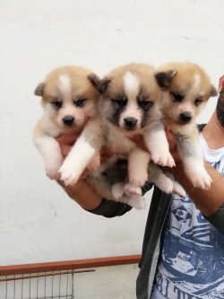 Akita Yavrularımız Irk Garantilidir 4