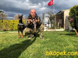King Doberman Alan Koruma Bodiguard Köpeği Yavrularım 2