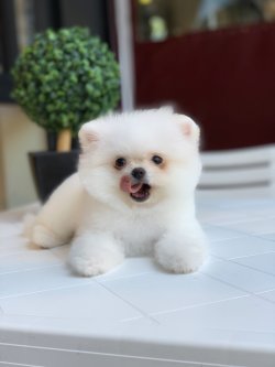 Thy Kargo Gönderimi İle Boo Yavruları 1