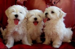 Maltese Terri̇er 2