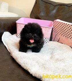 TEACUP BLACK POMERANİAN BOO 5