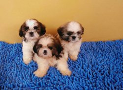 Dünya Tatlısı Shi̇h Tzu Yavruları 1