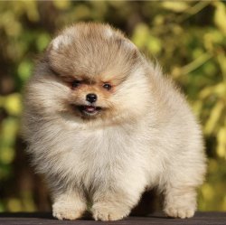 Irkının En Güzel Surat Yapısına Sahip Pomeranian Yavrularımız 1