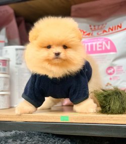 Pomeranian Teddy Face Erkek Yavrumuz 2