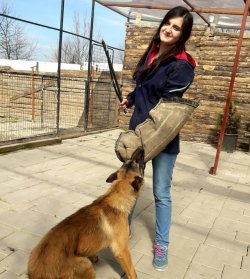 Çiftliğimizden Belçika Malinois Yavrusu 1