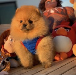 Yeni Gelen TeddyBear PomeranianBoo Yavrularımızdan 1