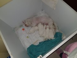 Mini Kutup Ayıları Shih Tzu 3