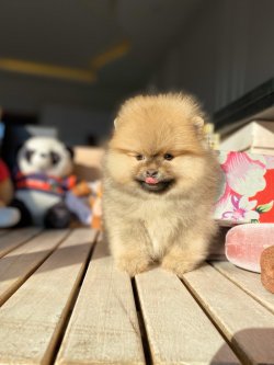 TeddyBear Yüz Yapısına Sahip Kızımız 1