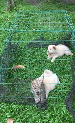 Beyaz Chow Chow Çin Aslanı Yavruları 2