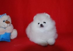 Pomeranian Boo 1