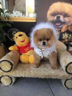 TEDDY BEAR AYI SURAT POMERANİAN  YETİŞKİNLER 2