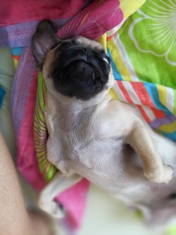 4 Ay Aylik Pug 1