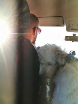 1 Yaşında Maltese Terrier 3