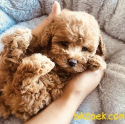 Toy Poodle Teacup Mini Yavrularımız 1