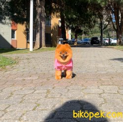 Dişi Yetişkin Pomeranian Boo 2
