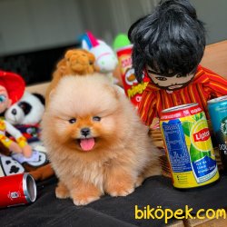 MiniBoy Taba Renk PomeranianBoo Yavrumuz 5