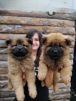 Çin Aslanı Chow Chow Yavruları 1