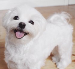 Maltese Terrier Bebeklerimiz Gelmiştir 1