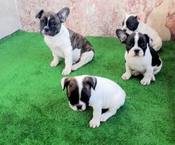 Safkan French Bulldog Yavru Ilanı Izmir 1
