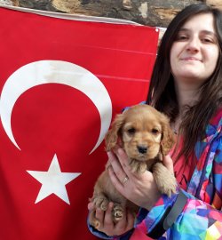 Anne Altından Cocker Yavrularımız 1