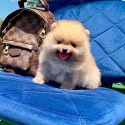 Pomeranian Boo Orjinal Yavrularımız 2