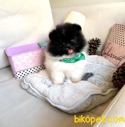 POMERANİAN BOO YAVRULAR 3