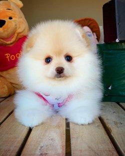 Güncel Dişi Pomeranianboo Yavrularımızdan 1