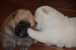Satılık Chow Chow Yavruları 3