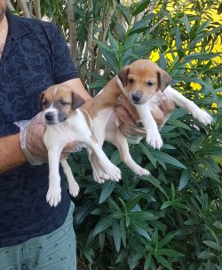 Jack Russell  Yavrularımız Sizlere Özel 1