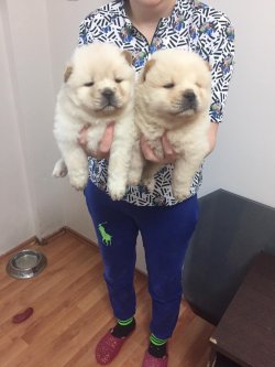 Satılık Chow Chow Yavrusu 2