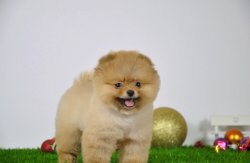 Ayı Surat Orjinal Pomeranian Boo Yavrularimiz 1