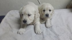 Sevimli Golden  Yavruları 2